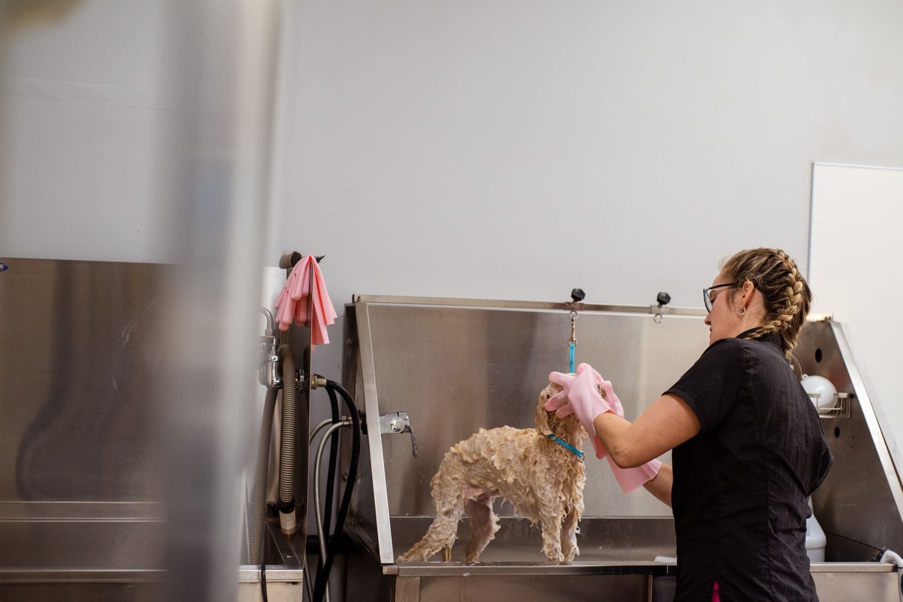 Cão durante banho em uma banheira profissional