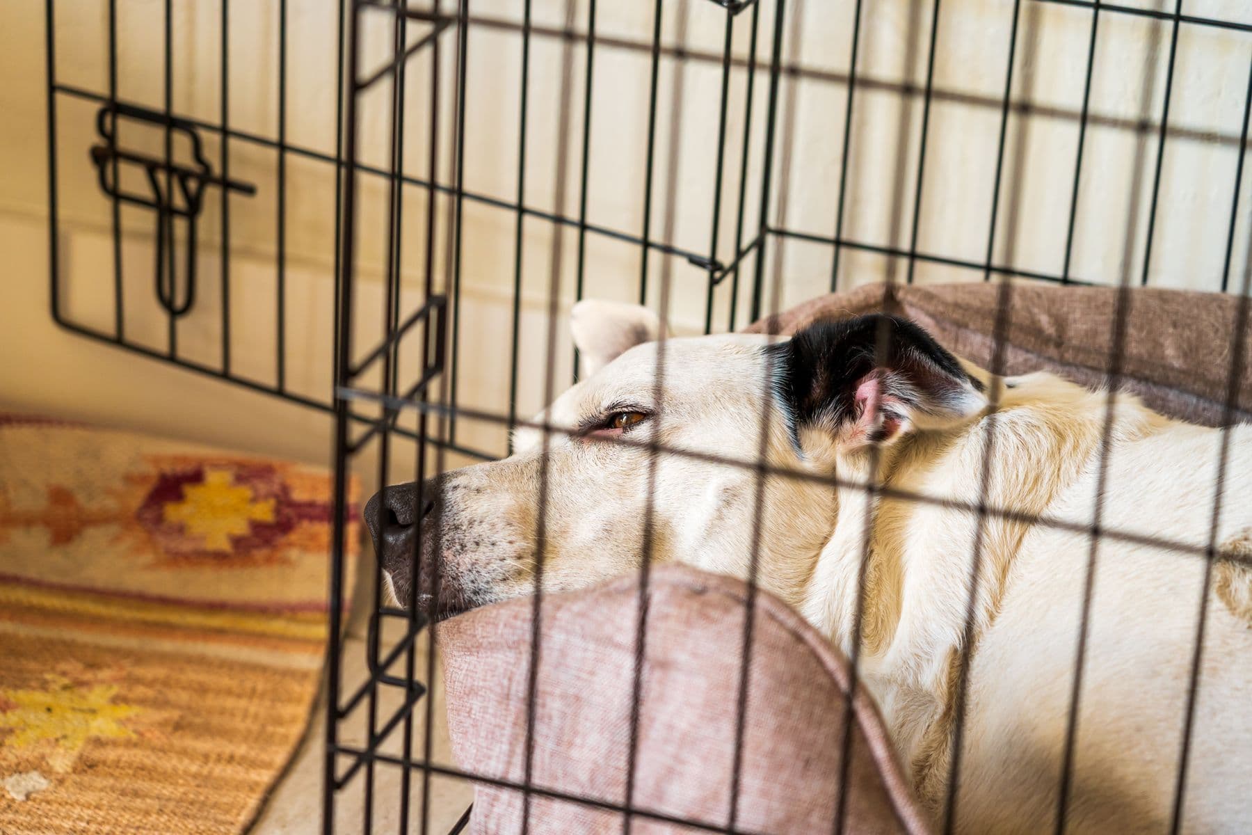 Cães descansando juntos em uma área interna