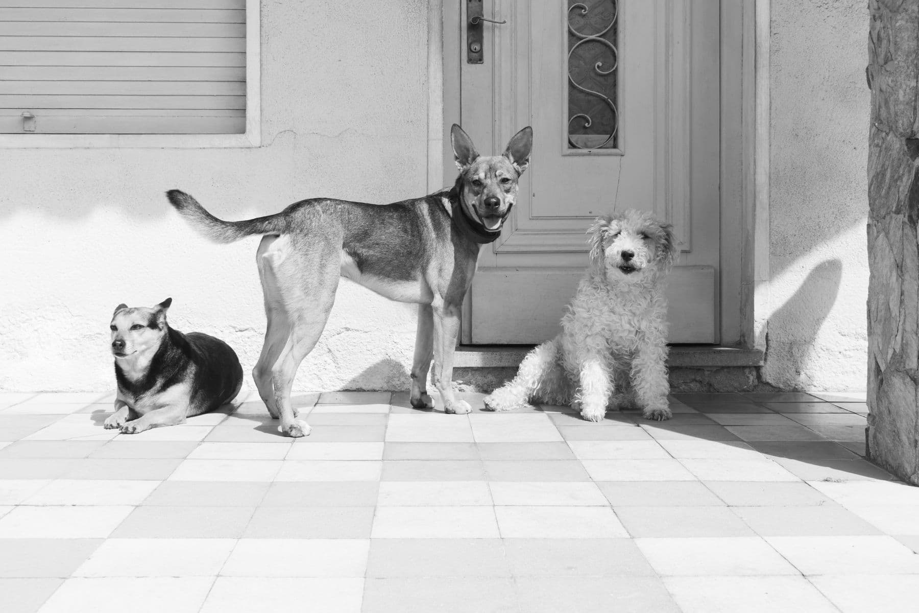 Três cães diante de uma entrada residencial usada como referência de hospedagem acolhedora