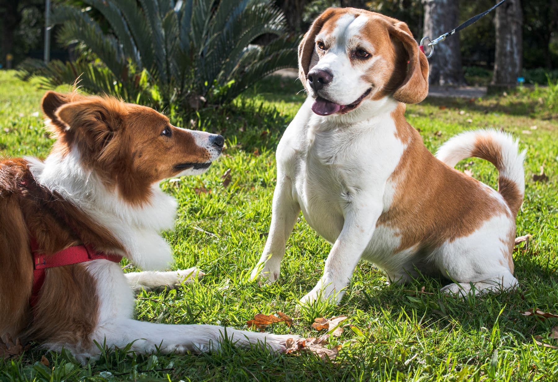Dois cães em uma atividade externa sobre a grama